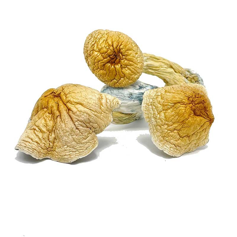 African Transkei Mushroom — UK Shroom Bros