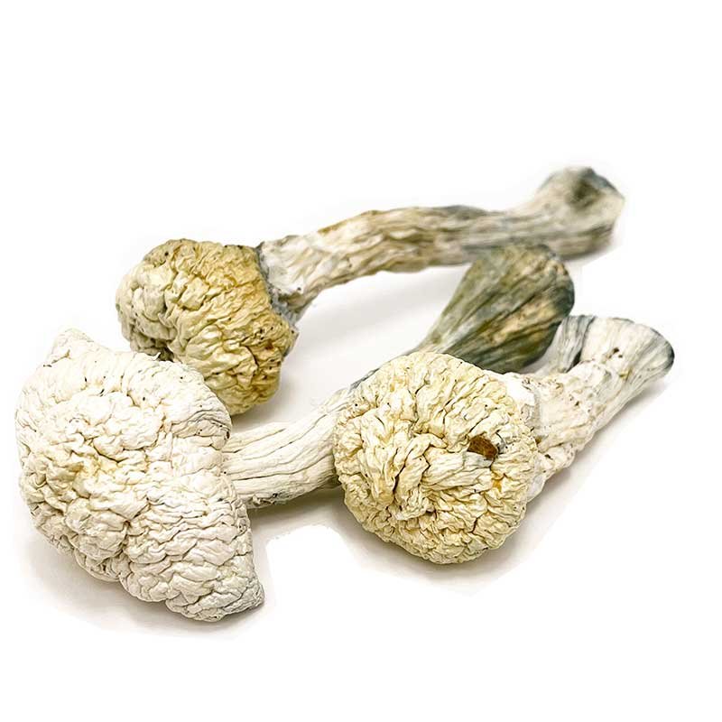 Albino Avery Mushroom — UK Shroom Bros