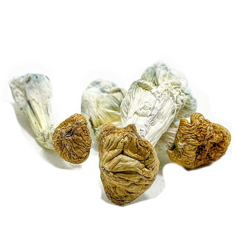 Aztec Gods Magic Mushroom — UK Shroom Bros
