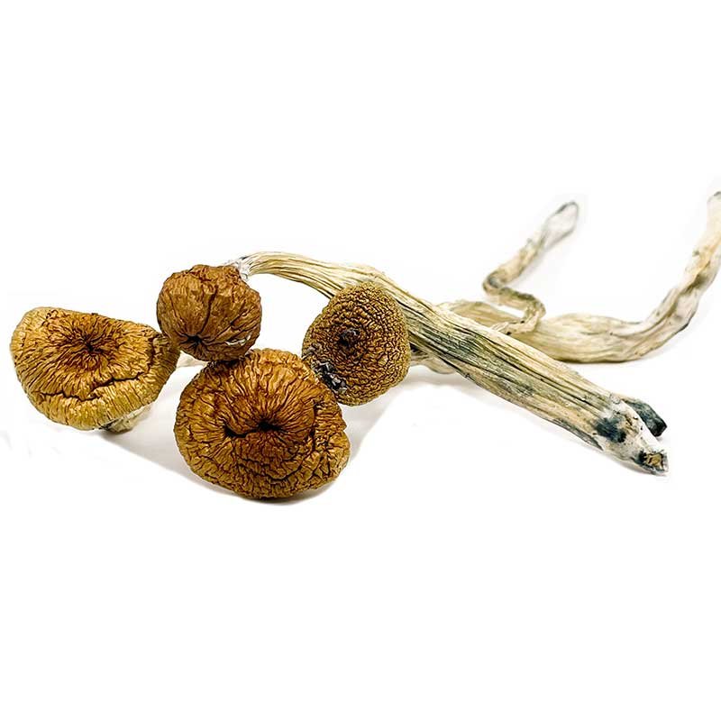 Blue Angels Magic Mushrooms — UK Shroom Bros