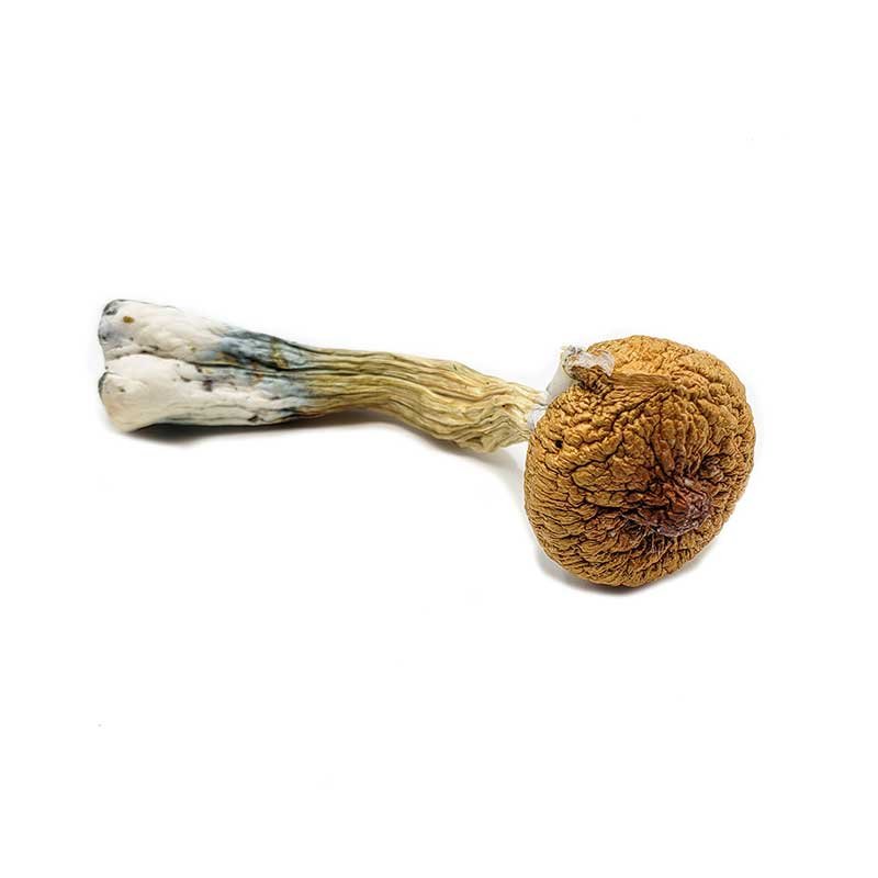 Blue Meanie Magic Mushrooms — UK Shroom Bros