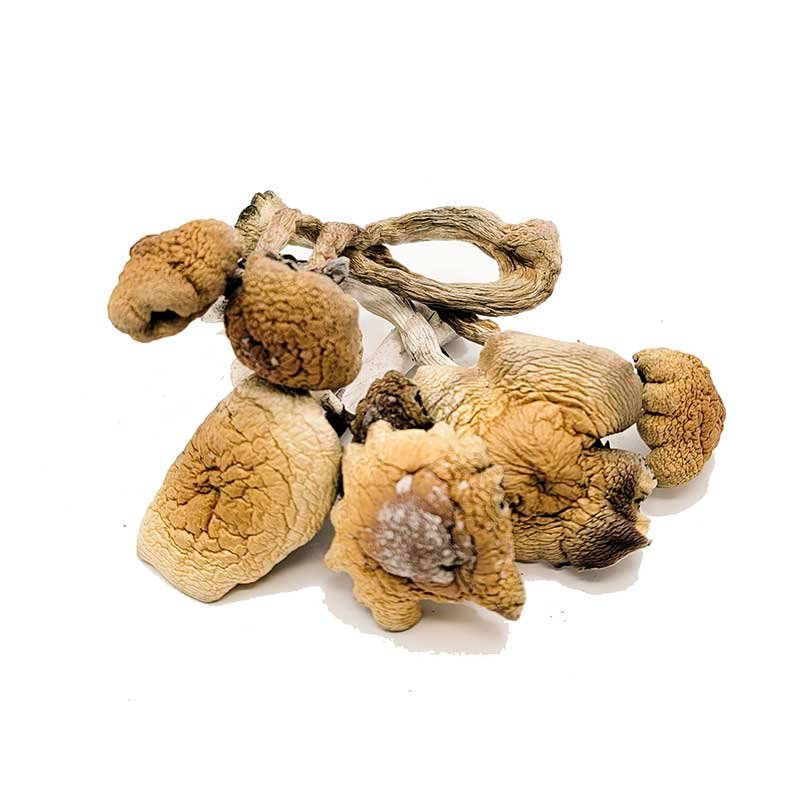 B+ Magic Mushrooms — UK Shroom Bros