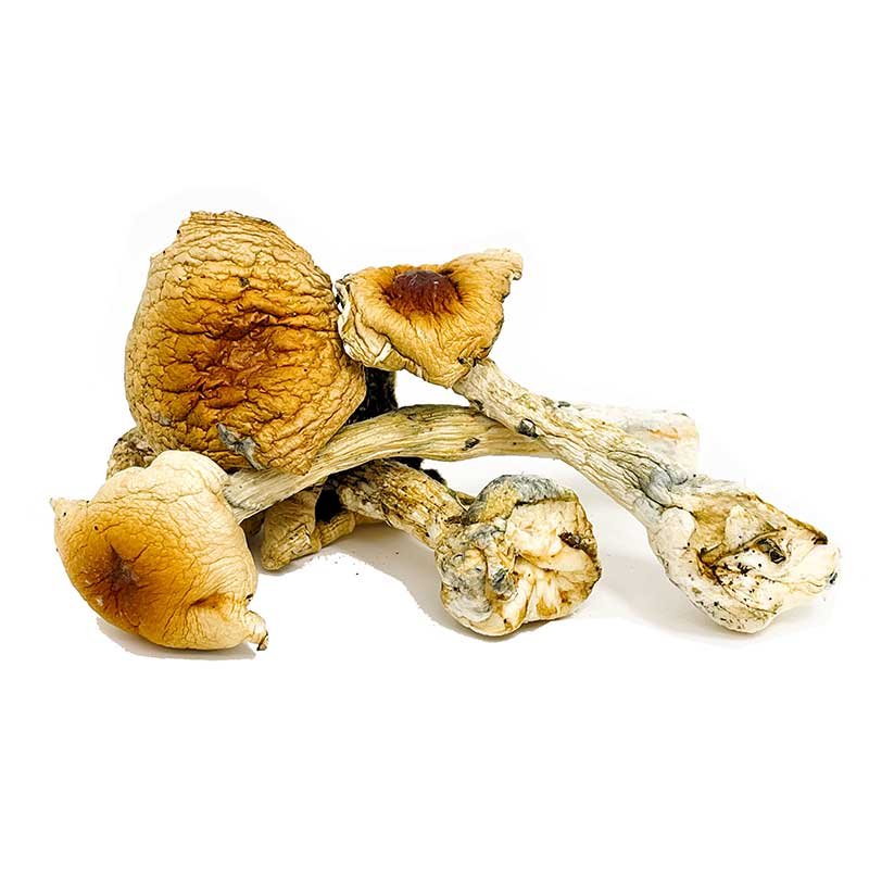 Costa Rican Magic Mushrooms — UK Shroom Bros