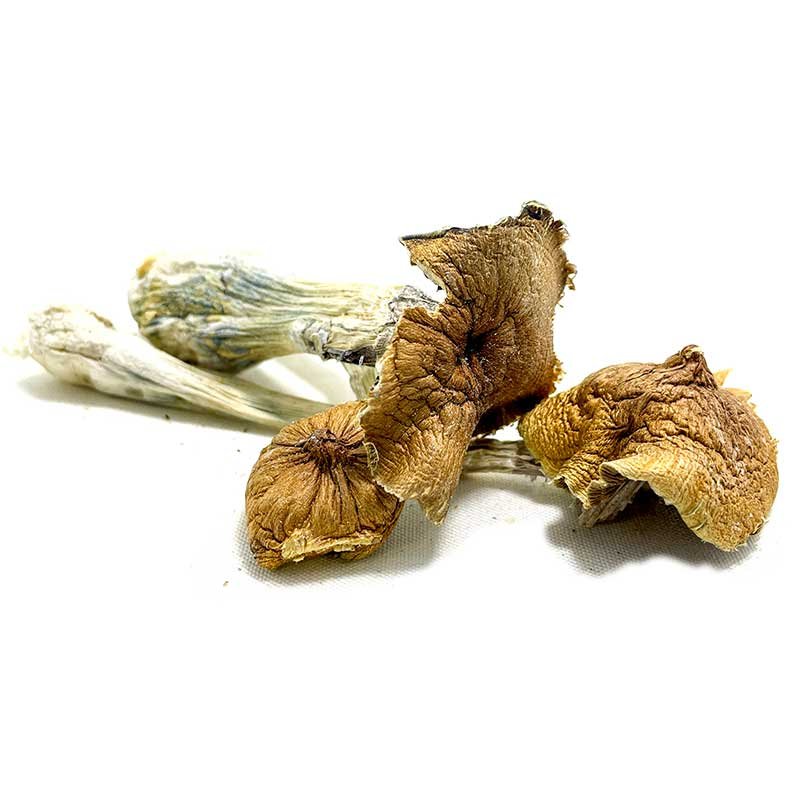 Ecuadorian Magic Mushroom — UK Shroom Bros