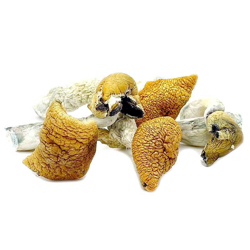 Golden Teacher Magic Mushrooms — UK Shroom Bros