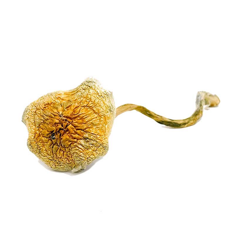 Goldie Magic Mushrooms — UK Shroom Bros