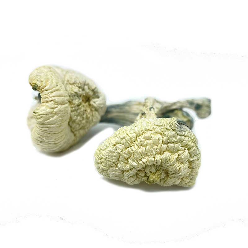 Great White Monster Mushroom — UK Shroom Bros