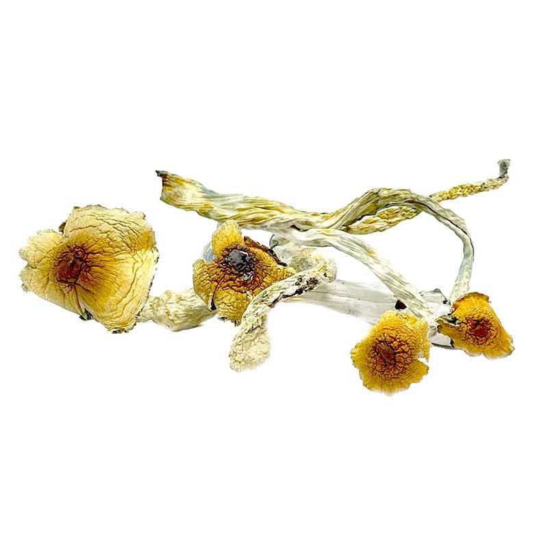 Huatla Magic Mushrooms — UK Shroom Bros