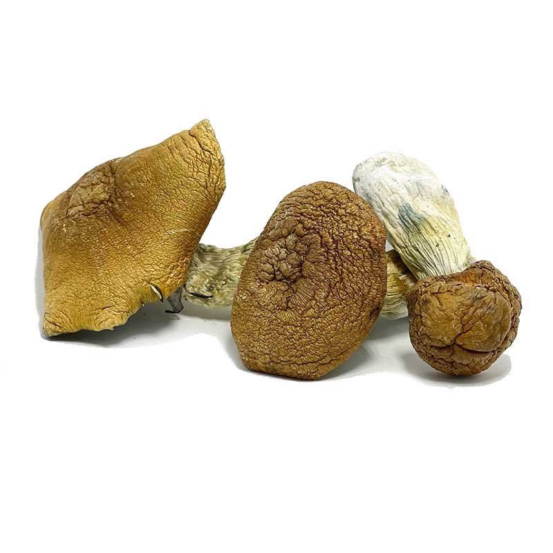 King Kong Magic Mushrooms — UK Shroom Bros