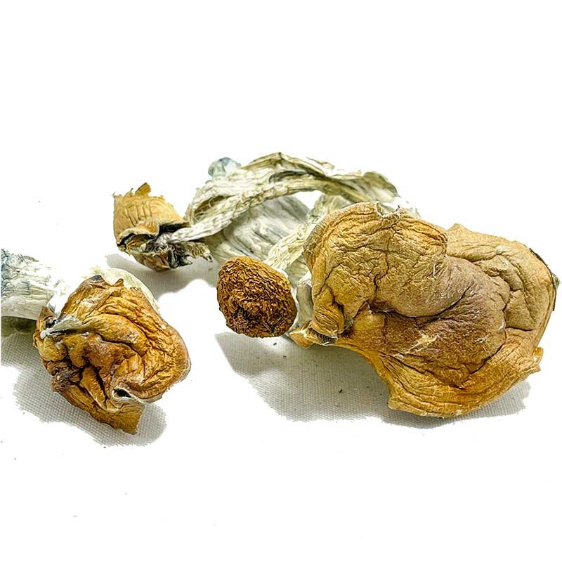 Malabar Coast Magic Mushrooms — UK Shroom Bros
