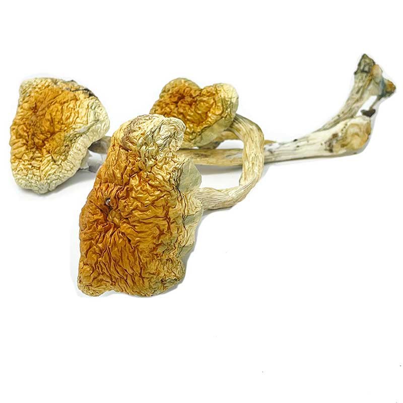 Mckennaii Magic Mushrooms — UK Shroom Bros