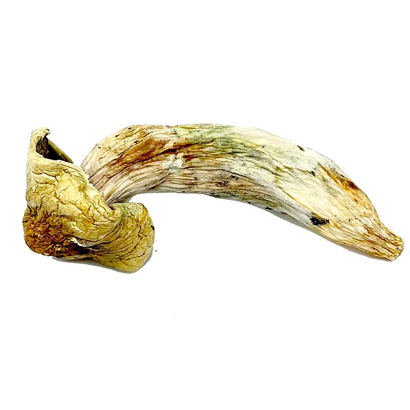 Melmac Magic Mushroom — UK Shroom Bros