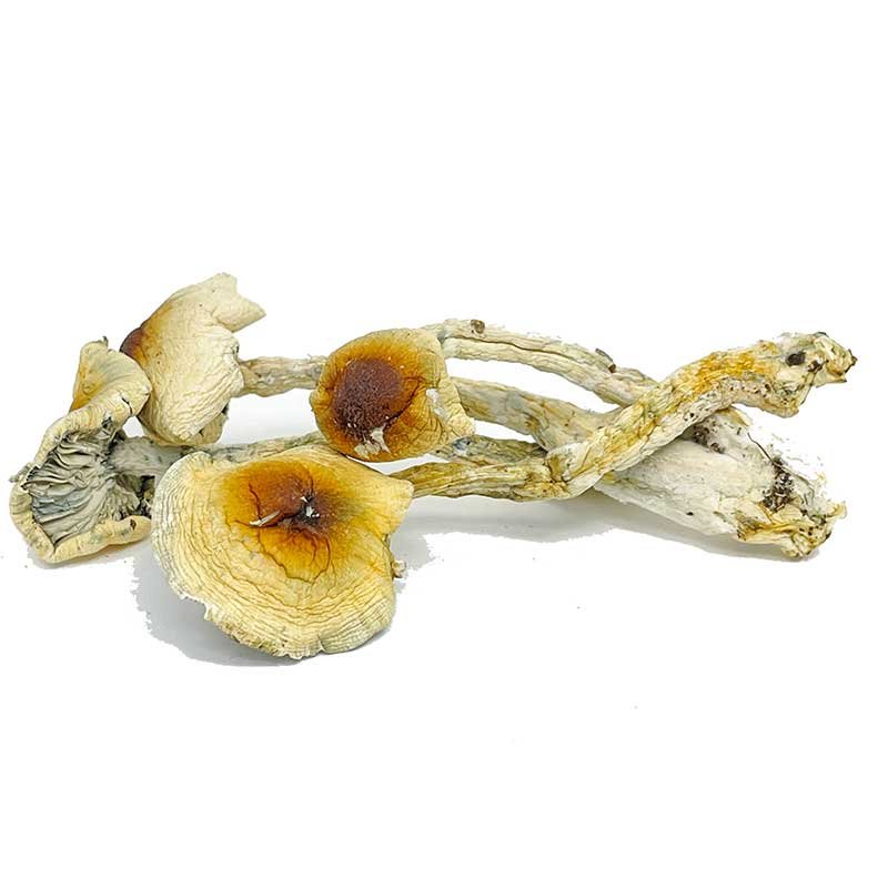 Nepal Chitwan Magic Mushrooms — UK Shroom Bros