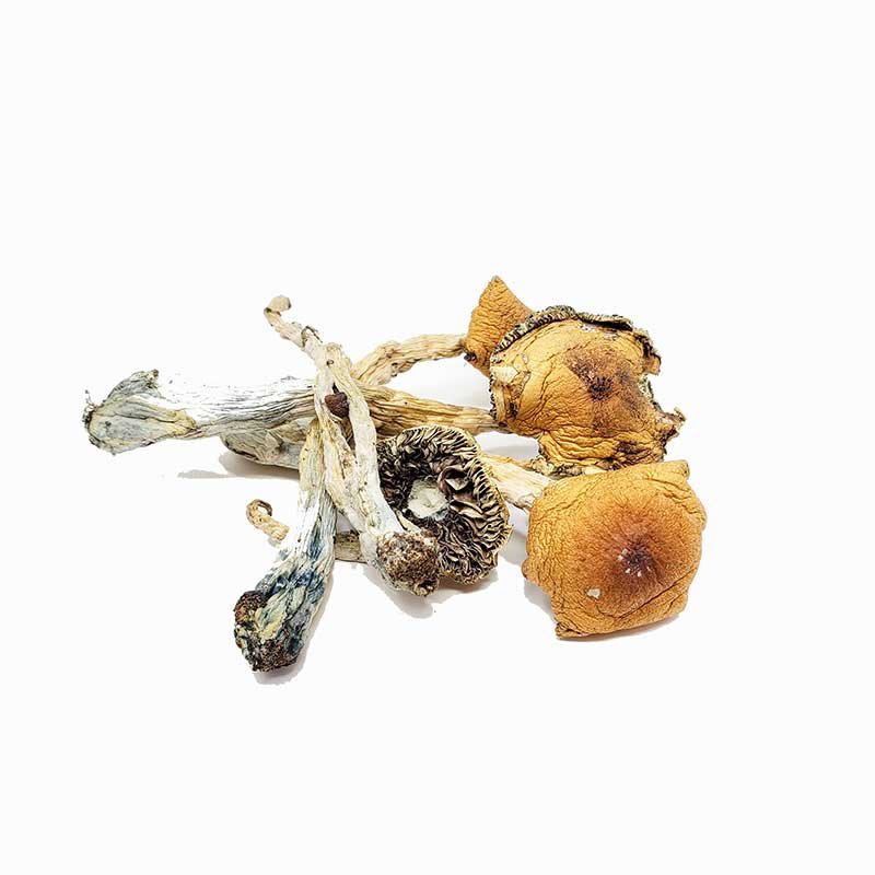 Puerto Rican Magic Mushrooms — UK Shroom Bros
