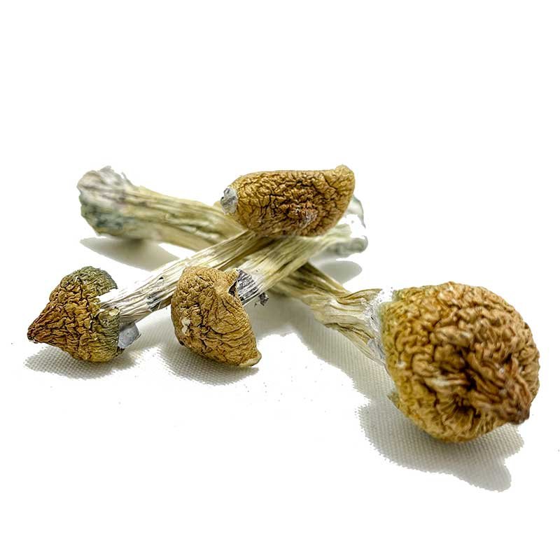 Purple Mystic Magic Mushrooms — UK Shroom Bros