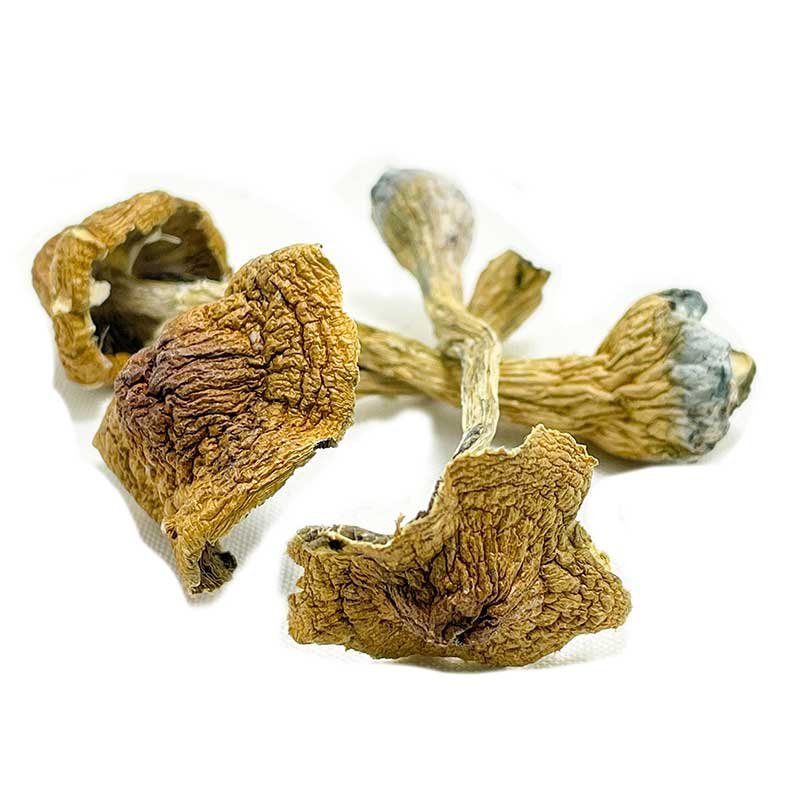 Space Coast Magic Mushrooms — UK Shroom Bros