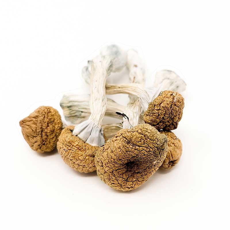 Texas Yellow Caps Magic Mushrooms — UK Shroom Bros