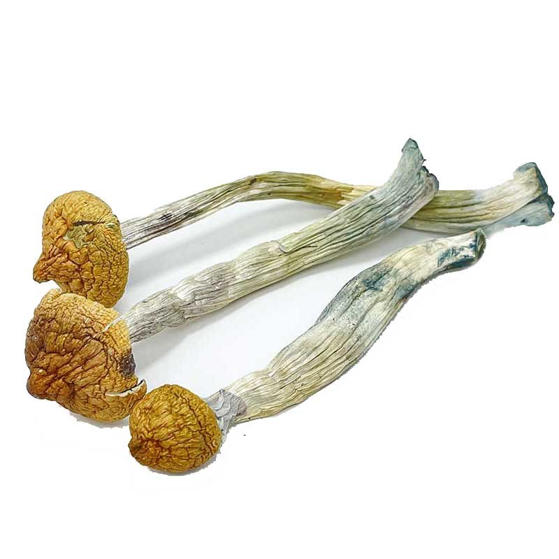 Thai Koh Samui Magic Mushrooms — UK Shroom Bros