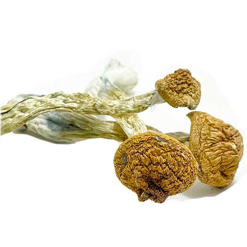 Trans Envy Magic Mushrooms — UK Shroom Bros
