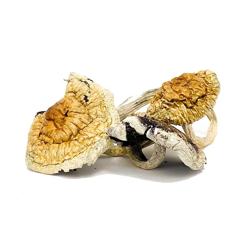 Z Strain Magic Mushrooms — UK Shroom Bros